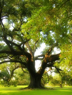 a large tree with lots of leaves on it's branches in the middle of a park