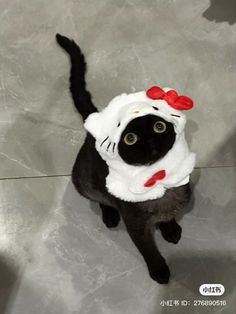 a black cat wearing a hello kitty costume