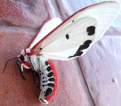 a white and black moth with spots on it's wings sitting on a red brick wall