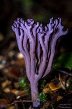 a purple plant growing out of the ground