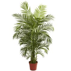 a potted palm tree on a white background