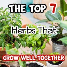 several potted plants with the words, the top 7 herbs that grow well together