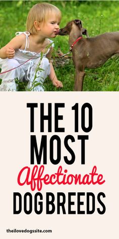 the 10 most affectionate dog breeds