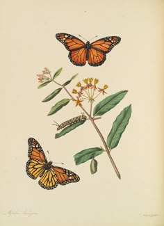 two orange butterflies sitting on top of a leafy plant next to another butterfly and flower