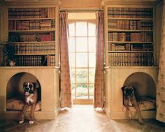 two dogs are sitting in the middle of a room with bookshelves and windows