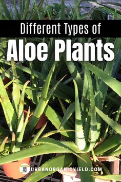 different types of aloe plants in pots with text overlay that reads different types of aloe plants