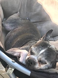 a dog is sleeping in a stroller