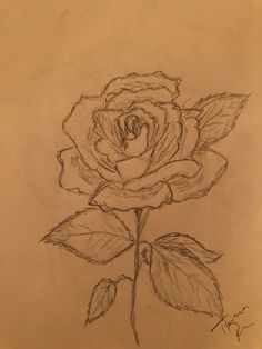 a pencil drawing of a rose with leaves