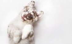 a white and brown dog standing on its hind legs with it's front paws in the air