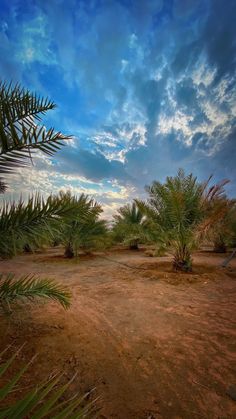 a dirt road surrounded by palm trees under a cloudy sky