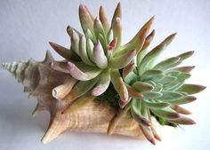 an arrangement of succulents and shells on a white background