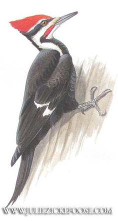 a drawing of a bird with a red head and black body sitting on a branch