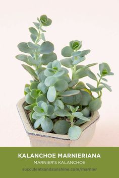 a small potted plant sitting on top of a table