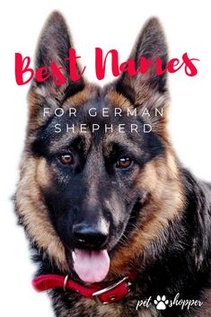 a german shepherd dog with its tongue out and the title best names for german shepherd