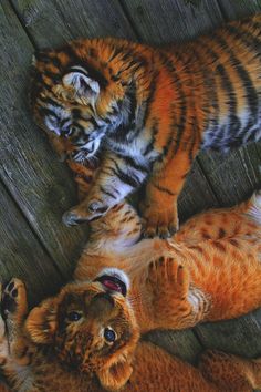 two baby tigers playing with each other on a wooden floor in front of the camera