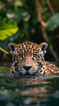 a leopard is swimming in the water