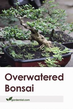 a bonsai tree is shown with the title overwatered bonsai