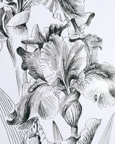 black and white drawing of flowers on paper