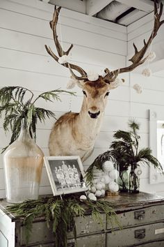 a deer head mounted on top of a dresser next to plants and an old photograph