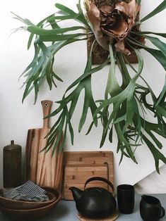 a potted plant sitting on top of a table next to some cutting boards and knives