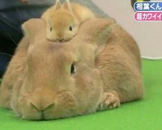 two rabbits are sitting next to each other on green carpeted area with people in the background