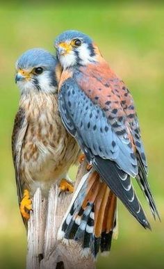 two colorful birds sitting on top of a wooden post