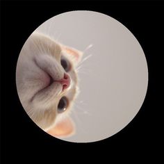 a close up of a cat's face in a circle