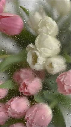 some pink and white flowers are in the rain