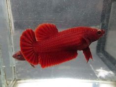 a red fish is swimming in an aquarium