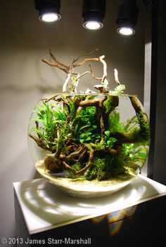 a fish bowl filled with green plants and rocks on top of a white countertop