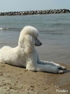 a white poodle is laying on the beach