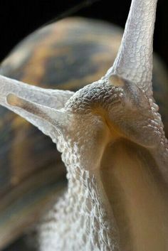 a close up view of a snail's head