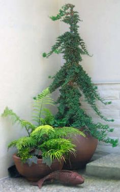 a potted plant sitting on the ground next to a wall with plants growing out of it