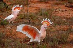 two pink and white birds with orange heads in the dirt field next to grass, bushes and trees