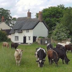 a herd of cattle grazing on a lush green field next to a small white house