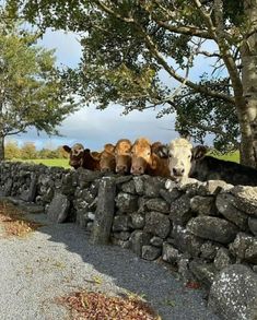 there are many cows that are standing on the side of this stone wall and one is looking at the camera