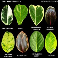 the different types of leaves are shown in this image, and there is also a description of them