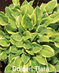 a close up of a plant with green leaves and brown dirt in the ground behind it