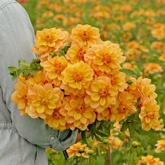 a person holding a bunch of flowers in their hands and looking at the field full of yellow flowers