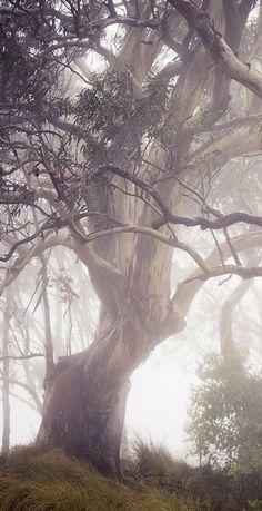 an old tree in the middle of a foggy forest