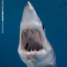 a great white shark with its mouth open in the blue water, looking at the camera