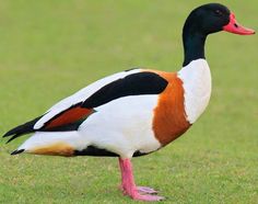 a colorful duck standing on top of a lush green field