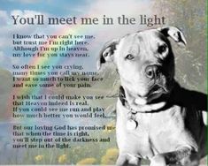 a dog with a poem written on it's face and the words you'll meet me in the light