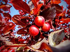 some red berries are growing on a tree