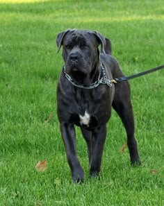 a large black dog standing on top of a lush green field