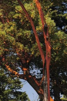 a tree that has been cut down and is being worked on by an arborist