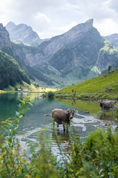 two animals are wading in the water near some mountains and green grass, while one is standing