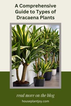 Dracaena: A Green Gem for Every Home! 🪴🌿 Discover the Beauty and Versatility of These Low-Maintenance Plants #dracaena #houseplants #indoorplants #plantlover #homedecor Green Gem, Low Maintenance Plants, Green Gems, Nature Indoors, Plant Lover, Low Maintenance, Indoor Plants