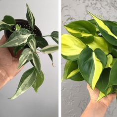 two pictures one with green leaves and the other with yellow leaves in a black pot