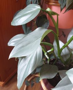 a potted plant with green leaves on the floor in front of a wooden cabinet